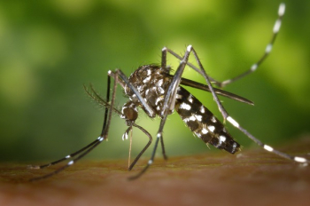 Black White Mosquito Black White Mosquito