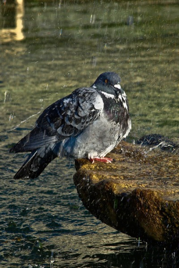 Black White Pigeon Black White Pigeon