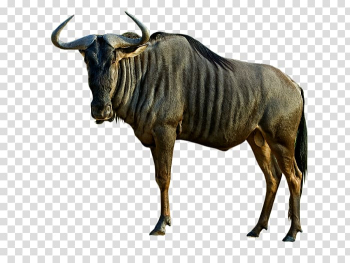 Black wildebeest Animal Antelope Blue wildebeest Dog, Dog transparent background PNG clipart
