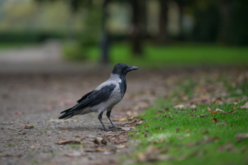 Black Winged Crow on Grass Field Black Winged Crow on Grass Field