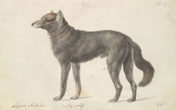Black Wolf by Charles Hamilton | Free Photo - rawpixel Black Wolf by Charles Hamilton | Free Photo - rawpixel