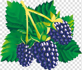 Blackberry Fruit , Mulberry child transparent background PNG clipart Blackberry Fruit , Mulberry child transparent background PNG clipart