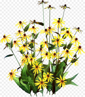 Blackeyed Susan, Garden, Flower, Flowering Plant PNG Blackeyed Susan, Garden, Flower, Flowering Plant PNG