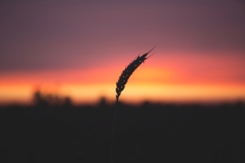 Blade of wheat in twilight Blade of wheat in twilight