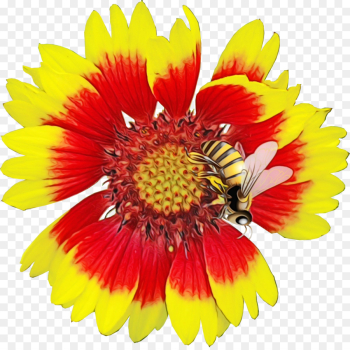 Blanket Flowers, Flower, Blanket, Flowering Plant PNG Blanket Flowers, Flower, Blanket, Flowering Plant PNG