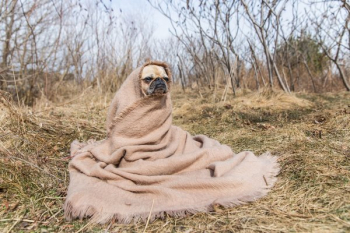 Blanket Pug Looks To Future Blanket Pug Looks To Future