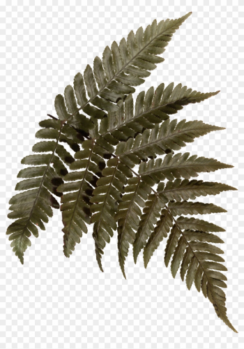 #blinkscan Does Nature - Ostrich Fern