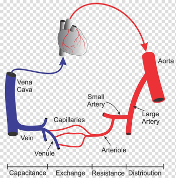 Blood vessel Capillary Systemic Circulation Circulatory system Heart, heart transparent background PNG clipart