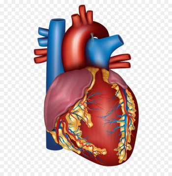 Blood vessel Heart Circulatory system Artery Health - Human heart 