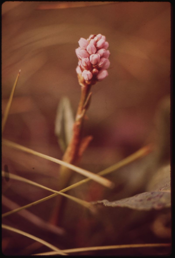 Bloodwort, a Common Wildflower Along | Free Photo - rawpixel