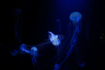 bloom of jellyfish under water bloom of jellyfish under water