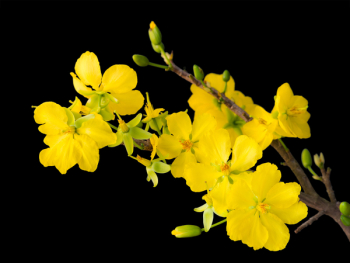 blooming apricot branch with delicate yellow flowers, isolated on black