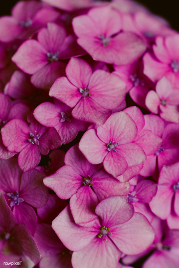 Blooming beautiful pink flowers | Free public domain photo - 463155 Blooming beautiful pink flowers | Free public domain photo - 463155