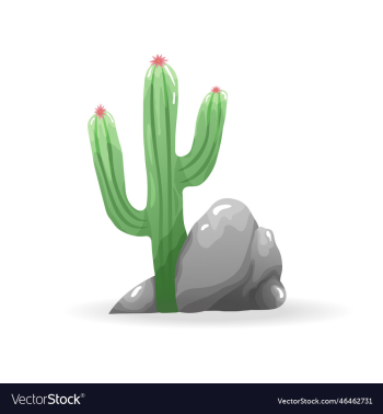 blooming cactus with rocks below