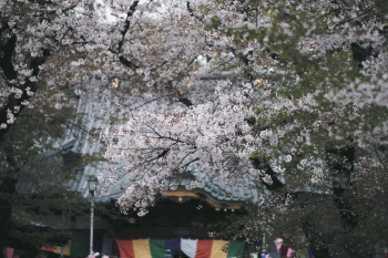 Blooming Cherry Blossoms Blooming Cherry Blossoms