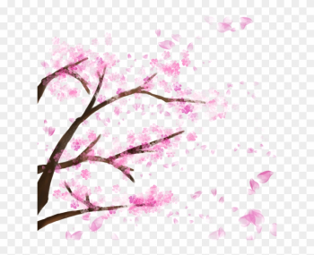 Blooming Cherry Tree, Cherry Blossom，sakura, Cherry, - Cherry Blossom Tree Transparent Backfround