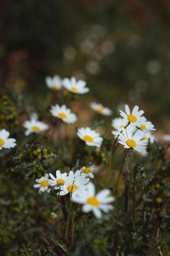 Blooming Daisies in Soft Focus