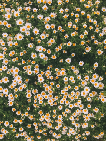 Blooming Flowerbed with Daisy Flowers Blooming Flowerbed with Daisy Flowers
