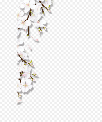 Blooming flowers 