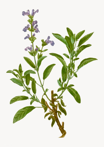Blooming Garden Sage | Free stock vector - 569170 Blooming Garden Sage | Free stock vector - 569170