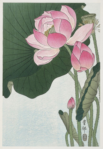 Blooming lotus flowers (1920 - | Free Photo Illustration - rawpixel