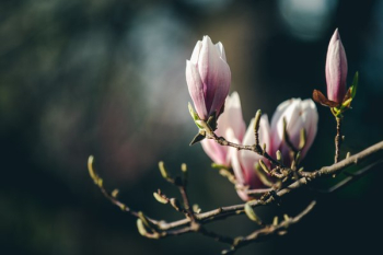 Blooming Magnolia Branch Blooming Magnolia Branch