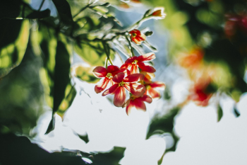 Blooming Orange Flowers