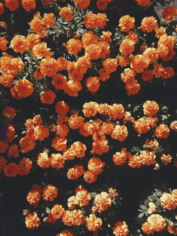 Blooming orange flowers. Original public | Free Photo - rawpixel