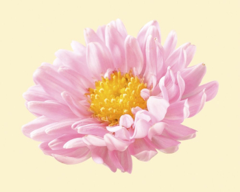 Blooming pink chrysanthemum, flower clipart | Free Photo - rawpixel Blooming pink chrysanthemum, flower clipart | Free Photo - rawpixel