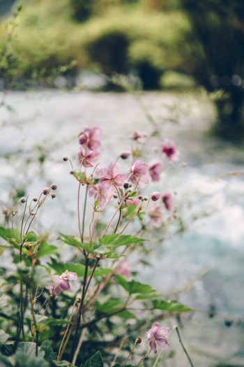blooming pink flowers