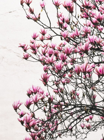 Blooming Pink Magnolia liliiflora Flowers Beside the White Wall