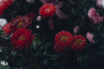 Blooming Red and Pink Flowers Blooming Red and Pink Flowers