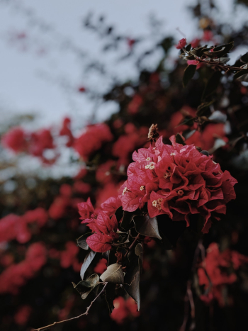 Blooming Red Bougainvillea Flowers