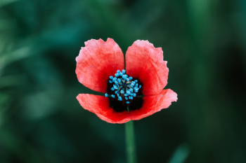 Blooming Red Flowers