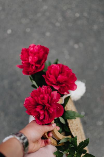 Blooming red peonies Blooming red peonies