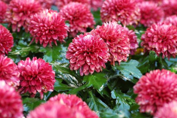 blooming red petaled flowers blooming red petaled flowers