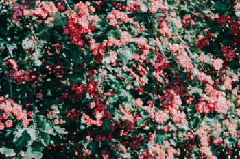 Blooming Red Petaled Flowers
