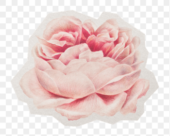 Blooming rose png sticker, paper | Free PNG - rawpixel