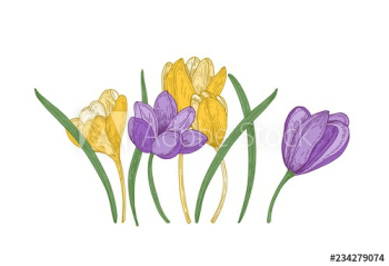Blooming spring crocus flowers isolated on white background Blooming spring crocus flowers isolated on white background