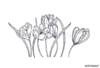 Blooming spring crocus flowers isolated on white background Blooming spring crocus flowers isolated on white background