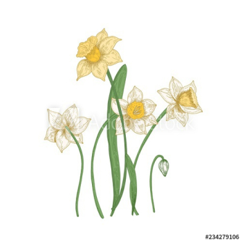 Blooming tender narcissus flowers isolated on white background Blooming tender narcissus flowers isolated on white background