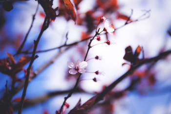 Blooming tree