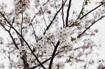 Blooming Tree Branches Blooming Tree Branches