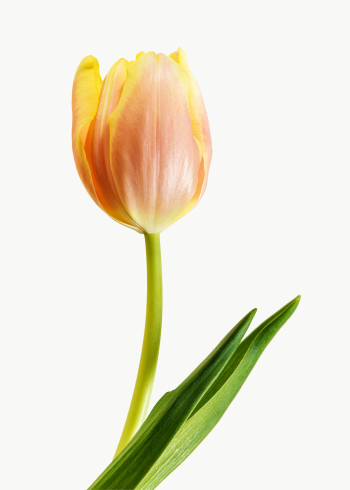 Blooming tulip transparent png | Free transparent png - 2278110 Blooming tulip transparent png | Free transparent png - 2278110