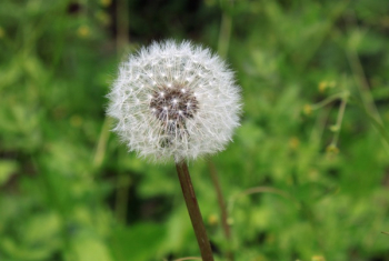 Blooming White Dandelion