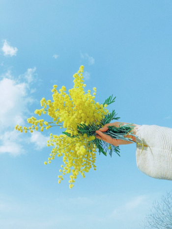 Blooming Yellow Flowers against Sky Blooming Yellow Flowers against Sky