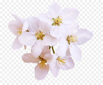 Blossom Ewha Womans University Pear - White Pear Blossom Ewha Womans University Pear - White Pear