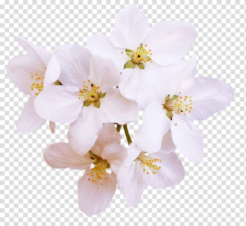 Blossom Ewha Womans University Pear, White Pear transparent background PNG clipart Blossom Ewha Womans University Pear, White Pear transparent background PNG clipart