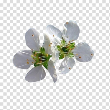 Blossom Petal Flower, Two white pear petal material transparent background PNG clipart