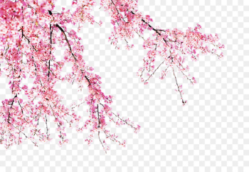 Blossom Pink - Pink flowers Blossom Pink - Pink flowers